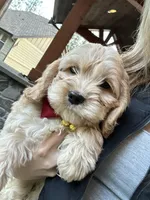 Girl1, a female Cockapoo for sale in Seattle, WA – Photo 5 of 5