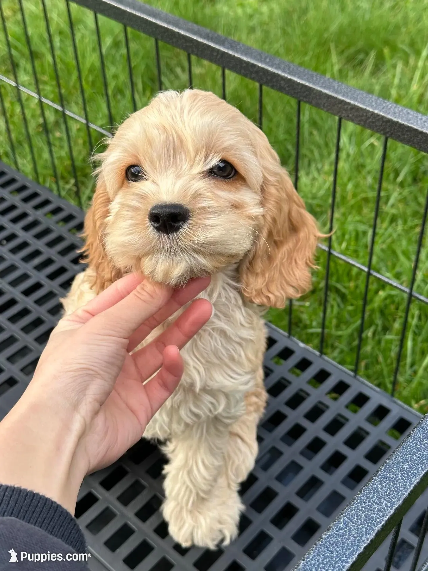 Girl1 – Cockapoo puppy for sale in Seattle, WA