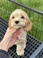 girl1, a female Cockapoo for sale in Seattle, WA – Photo 3 of 5