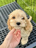 girl1, a female Cockapoo for sale in Seattle, WA – Photo 4 of 5