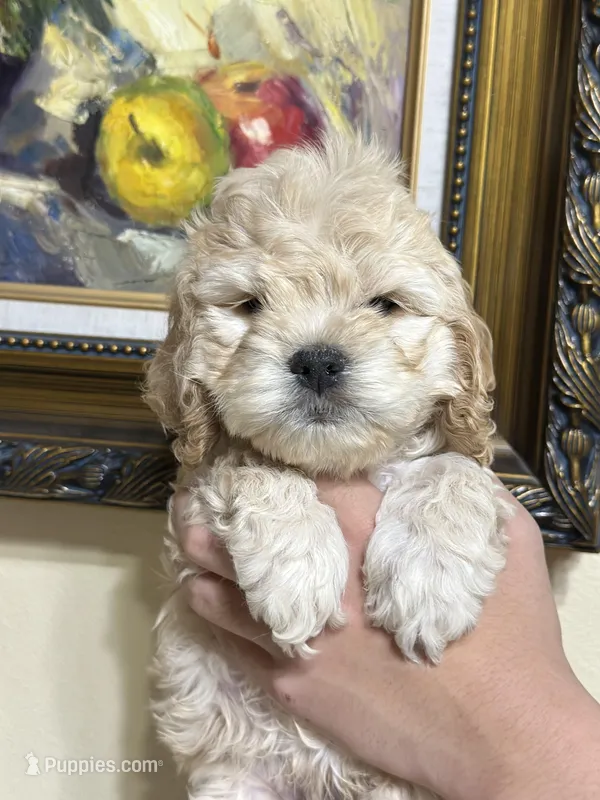 boy1 – Cockapoo puppy for sale in Seattle, WA