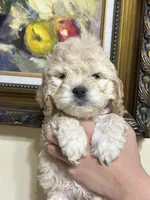 boy1, a male Cockapoo for sale in Seattle, WA – 1 of 3