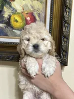 boy1, a male Cockapoo for sale in Seattle, WA – 2 of 3