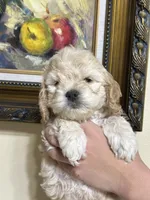 boy1, a male Cockapoo for sale in Seattle, WA – 3 of 3