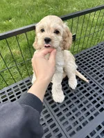 Boy2, a male Cockapoo for sale in Seattle, WA – Photo 6 of 6