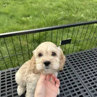 Boy2, a male Cockapoo for sale in Seattle, WA – Photo 4 of 5