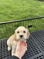 Boy2, a male Cockapoo for sale in Seattle, WA – Photo 4 of 6