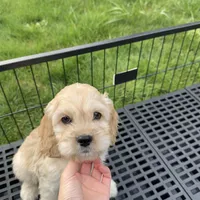 Boy2, a male Cockapoo for sale in Seattle, WA – Photo 2 of 5