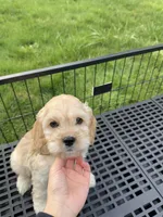 Boy2, a male Cockapoo for sale in Seattle, WA – Photo 2 of 6
