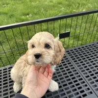 Boy2, a male Cockapoo for sale in Seattle, WA – Photo 5 of 5