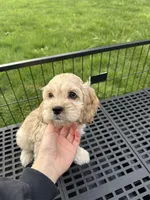 Boy2, a male Cockapoo for sale in Seattle, WA – Photo 5 of 6