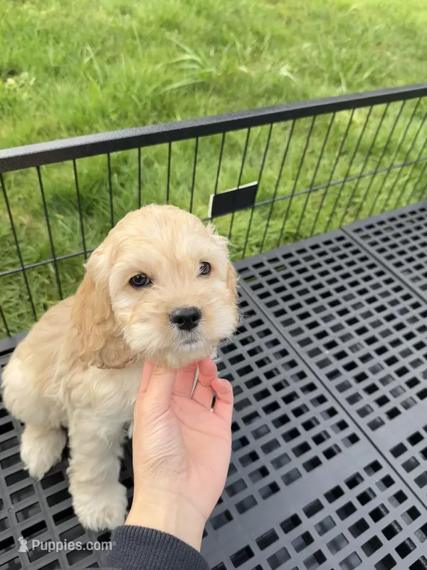 Boy2, a male Cockapoo for sale in Seattle, WA – Photo 1 of 6
