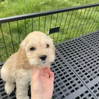 Boy2, a male Cockapoo for sale in Seattle, WA – Photo 1 of 5