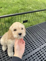 Boy2, a male Cockapoo for sale in Seattle, WA – Photo 1 of 6