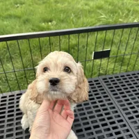 Boy2, a male Cockapoo for sale in Seattle, WA – Photo 3 of 5