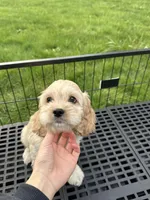 Boy2, a male Cockapoo for sale in Seattle, WA – Photo 3 of 6