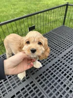 girl2, a female Cockapoo for sale in Seattle, WA – Photo 1 of 4