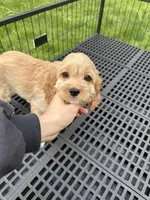 girl2, a female Cockapoo for sale in Seattle, WA – Photo 3 of 4