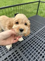 girl2, a female Cockapoo for sale in Seattle, WA – Photo 2 of 4