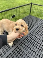 girl2, a female Cockapoo for sale in Seattle, WA – Photo 4 of 4