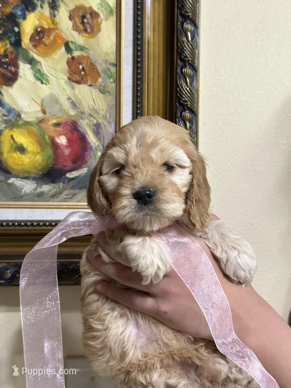 girl2 – Cockapoo puppy for sale in Seattle, WA