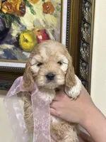 girl2, a female Cockapoo for sale in Seattle, WA – 3 of 3