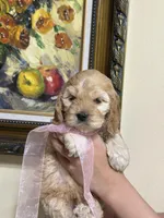 girl2, a female Cockapoo for sale in Seattle, WA – 2 of 3