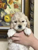boy3, a male Cockapoo for sale in Seattle, WA – 2 of 3