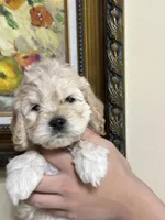 boy3, a male Cockapoo for sale in Seattle, WA – 1 of 3