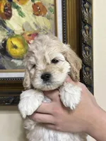 boy3, a male Cockapoo for sale in Seattle, WA – 3 of 3