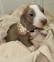 Jewels , a female Miniature Dachshund for sale in Miami Lakes, FL – 3 of 5