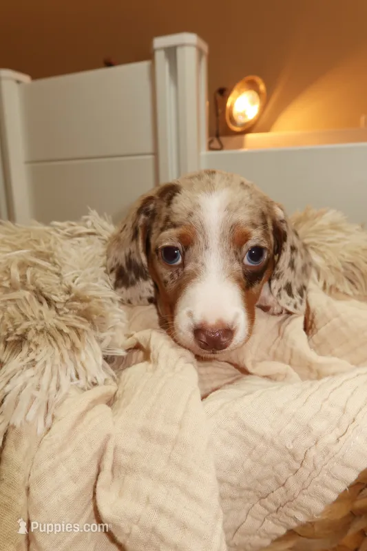 Milo – Miniature Dachshund puppy for sale in Miami Lakes, FL