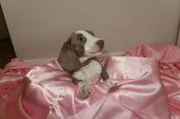Jewels , a female Miniature Dachshund for sale in Miami Lakes, FL – 5 of 5