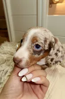 Milo, a male Miniature Dachshund for sale in Miami Lakes, FL – 2 of 2