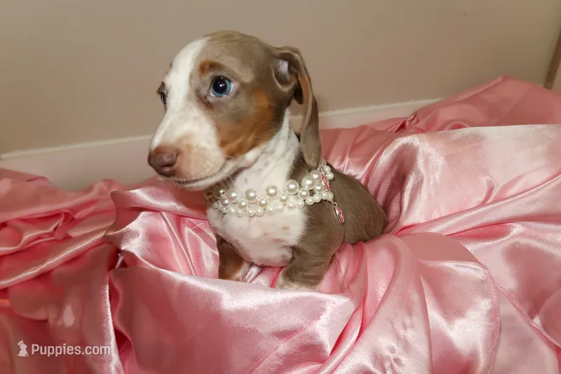 Jewels  – Miniature Dachshund puppy for sale in Miami Lakes, FL