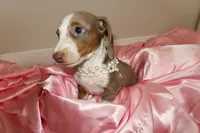 Jewels , a female Miniature Dachshund for sale in Miami Lakes, FL – 1 of 5