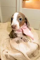Jewels , a female Miniature Dachshund for sale in Miami Lakes, FL – 2 of 5