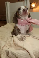 Jewels , a female Miniature Dachshund for sale in Miami Lakes, FL – 4 of 5