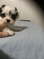 Pippa, a female Yorkshire Terrier for sale in Opelousas, LA – 7 of 7