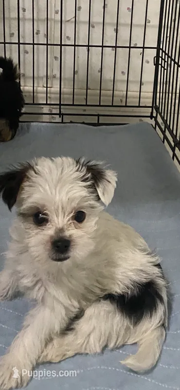 Patty – Yorkshire Terrier puppy for sale in Opelousas, LA