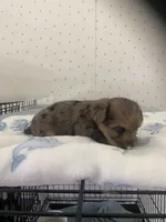 Molly, a female Yorkshire Terrier for sale in Opelousas, LA – 3 of 4