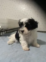 Piper, a female Yorkshire Terrier for sale in Opelousas, LA – 3 of 6