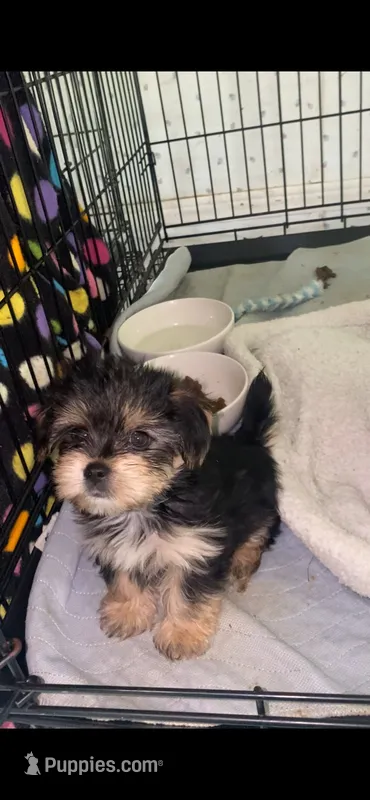 Max – Yorkshire Terrier puppy for sale in Opelousas, LA