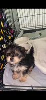 Max, a male Yorkshire Terrier for sale in Opelousas, LA – 1 of 3