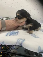 Max, a male Yorkshire Terrier for sale in Opelousas, LA – 3 of 3
