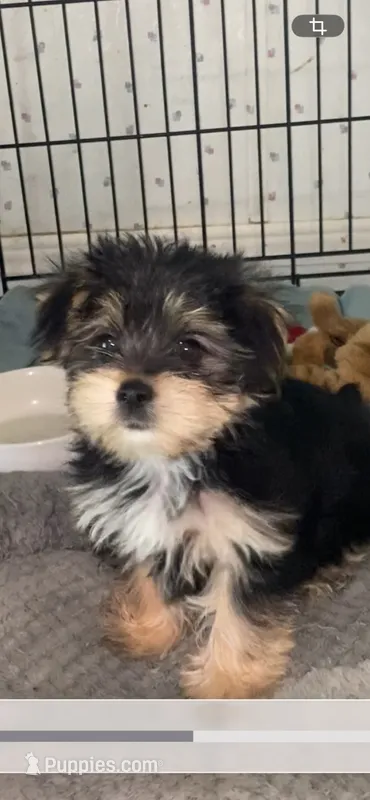 Max – Yorkshire Terrier puppy for sale in Opelousas, LA