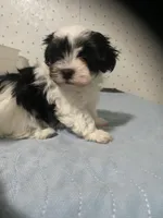 Piper, a female Yorkshire Terrier for sale in Opelousas, LA – 5 of 6