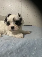 Pippa, a female Yorkshire Terrier for sale in Opelousas, LA – 2 of 7