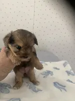 Molly, a female Yorkshire Terrier for sale in Opelousas, LA – 4 of 4