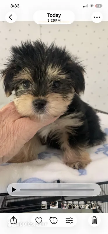 Max – Yorkshire Terrier puppy for sale in Opelousas, LA